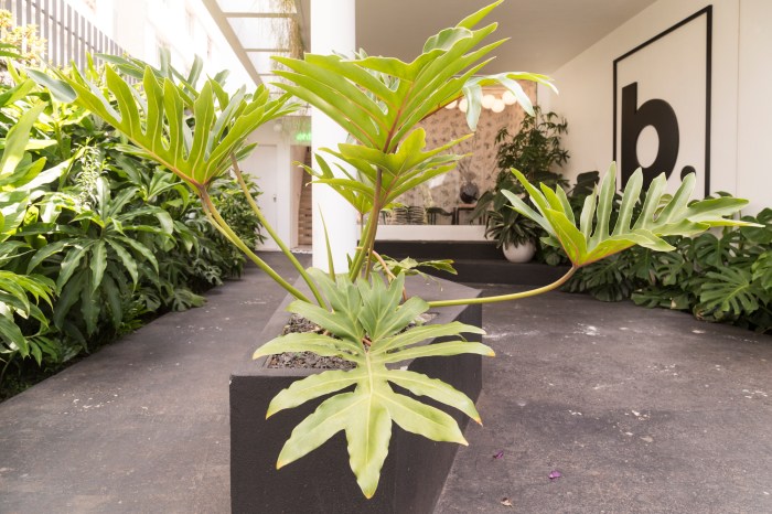 Branco Papel de Parede-6